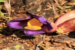 Aeginetia pedunculata